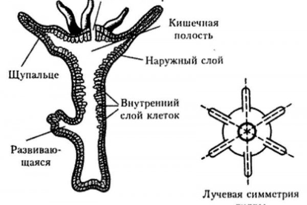 Kraken адрес